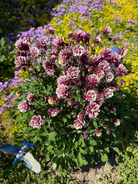 A clump of variegated purplish columbine