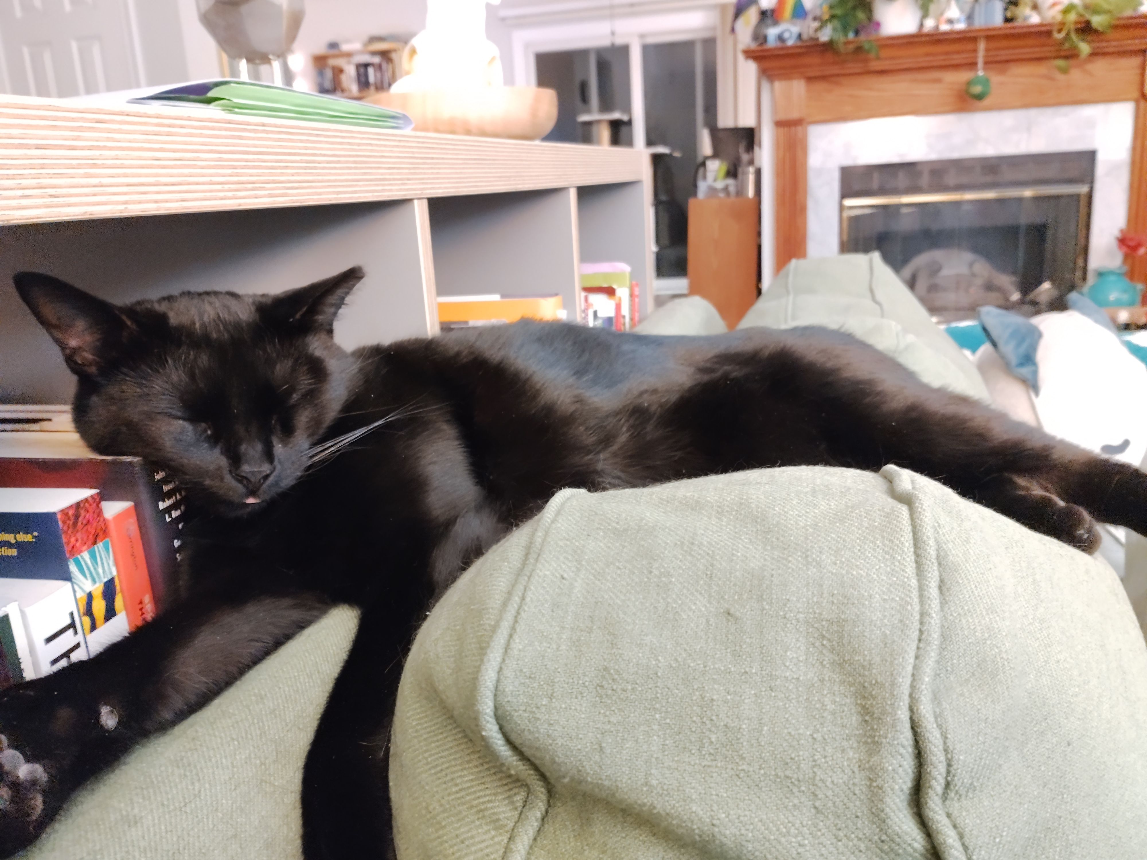 Gregor is a black cat whose left ear has been clipped to signify that he's been fixed (he was a feral kitten who decided he liked inside better) and he is sprawled on the back of the couch, causing some slight disarray to one of my non-fiction shelves. Careful examination of his face will show a tiny blep, for Gregor is a cat who bleps and we are delighted by this fact.