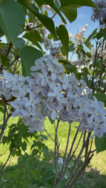 A pale purple lilac, taken just after its peak. It's Syringa vulgaris, Abraham Lincoln and yes, it is planted in a dooryard